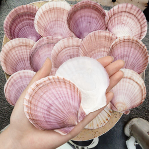 30 Piezas de Conchas de Vieira Naturales Ecológicas, Color Rojo Púrpura, Conchas Marinas Reales, Arte Popular Hecho a Mano, Manualidades, Decoraciones para Bodas y Fiestas - Product Image 3