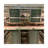 Cage à poules pondeuses en batterie de type H Tianrui en acier galvanisé automatique pour 5000 oiseaux