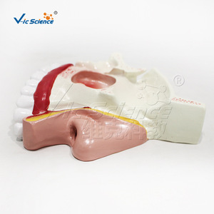 Modelo anatómico de cavidad nasal ampliada de alta precisión con pasaje nasal y estructuras sinusales claros; entrenamiento para la escuela de medicina - Product Image 2