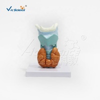 Modèle de thyroïde 1:1 grandeur nature, modèle anatomique de la glande thyroïde humaine, système endocrinien, aide pédagogique médicale