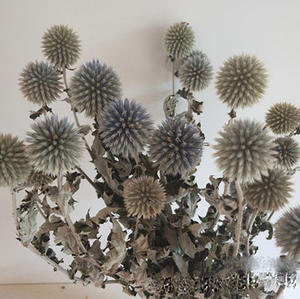 Otras flores y plantas decorativas Globo de alta calidad Cardo <span class=keywords><strong>Chartreuse</strong></span> Flores de bola azul secas naturales Echinops azules Bunc - Product Image 6