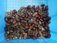 Dates palm colour sorter dates grading machinery dates size sorting machine
