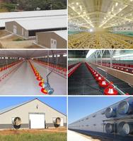 Nouvelle ferme intelligente pour poulets de chair à structure en acier équipée d'un système de contrôle de la température et de prévention des maladies