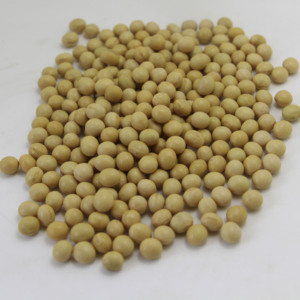 Bán Hot Chất Lượng Tốt Nhất Trung Quốc Nguồn Gốc NON GMO Đậu Nành Cho Đậu Nành Xuất Khẩu - Product Image 5