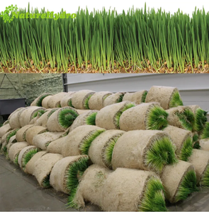 Thủy canh lúa mạch thức ăn gia súc máy/Thủy canh Máy/Màu xanh lá cây Thức ăn cho lúa mạch 500kg/ngày - Product Image 4