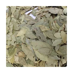 Gxww China Guangxi Yulin High Quality Import Laurel Spices Spice Laurel Sweet Bay Leaf