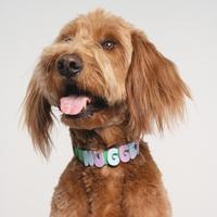 Ensemble de 26 breloques en silicone en forme de lettres pour colliers et laisses d'animaux de compagnie, breloques personnalisées avec nom pour chiens et chats, 3 tailles, OEM