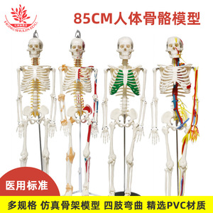 Modelli scheletrici di diverse dimensioni sono disponibili. Esemplari di scheletri simulati secondo <span class=keywords><strong>standard</strong></span> medici e scheletri umani medicali da 85 cm - Product Image 1