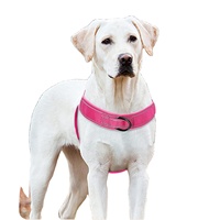 Harnais de poitrine confortable pour chien, idéal pour la promenade, l'entraînement et le contrôle quotidien en extérieur