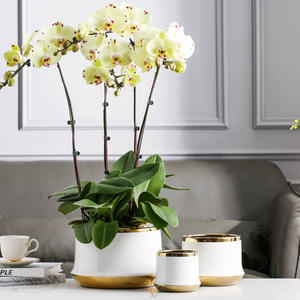 Керамические мини-горшки и кашпо в корейском стиле OEM, расписанные вручную, для суккулентов, оптом, дешевые цветочные горшки оптом - Product Image 1