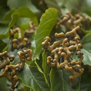 GMP standart yüksek kaliteli gıda sınıfı CAS 27200-12-0 Anti Hangover Hovenia Dulcis özü DHM Ampelopsin dihidromiricetin - Product Image 4