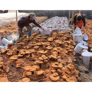 Ganoderma Lucidum Spore (Guanxian orijinal)