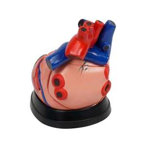 Modello Didattico YULIN YL-3X01, Cuore Umano Ingrandito 3 Volte, Modello Educativo <span class=keywords><strong>per</strong></span> l'Anatomia e la Ricerca sui Organi - Product Image 6