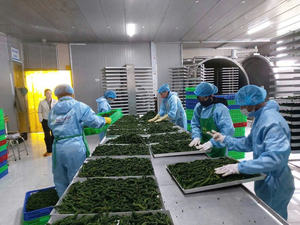 Equipo de Liofilización CFD-100 SUS304 220V-480V para Laboratorio, Procesamiento de Alimentos, Secado de Vegetales/Frutas, Motor PLC, Calentamiento a Vapor, Larga Duración - Product Image 6