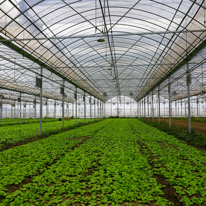 Serre agricole <span class=keywords><strong>tunnel</strong></span> à film multi-span pour la <span class=keywords><strong>culture</strong></span> hors-sol et la <span class=keywords><strong>culture</strong></span> hydroponique - Product Image 2