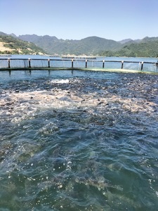 Cages à poissons rondes en HDPE pour l'aquaculture, pièges efficaces pour les rivières et les lacs - Product Image 6
