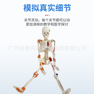 Modelo de Esqueleto Humano Completo de 85 cm con Estructura Musculoesquelética y Ligamentos, Columna Vertebral Desmontable, Cráneo Blanco para Yoga - Product Image 2