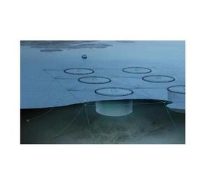 Lồng Cá Ngựa Vằn - Product Image 3