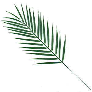 قطعة واحدة اصطناعية شجرة نخيل الأريكاه أوراق جوز الهند البلاستيك الأخضر سلة زهور الزفاف الديكور الأوراق الخضراء - Product Image 2