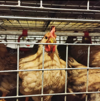 Cage à poulets de type H pour 90 à 200 poulets, cage à poulets galvanisée, équipement d'élevage avicole, cage à poulets automatique