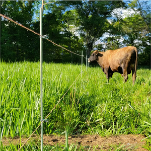 Postes de Cerca Eléctrica Temporal de Fibra de Vidrio, Postes de Cerca de Fibra de Vidrio al por Mayor - Product Image 4