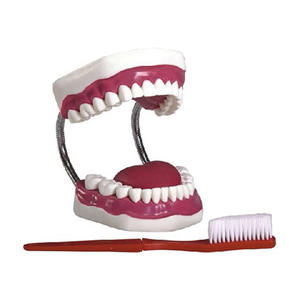 Modello Anatomico per la Cura Dentale <span class=keywords><strong>e</strong></span> la <span class=keywords><strong>Salute</strong></span> dei <span class=keywords><strong>Denti</strong></span>, 28 <span class=keywords><strong>Denti</strong></span>, Ingrandimento 5x, Materiale PVC - Product Image 1