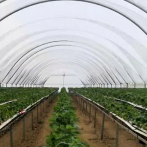 Serres agricoles professionnelles à simple travée Pingaksha, en acier galvanisé avec couverture en film, pour usage en ferme et pépinière, qualité export - Product Image 1
