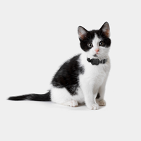 Nuevo Rastreador GPS para Mascotas 4G de Lujo, Reflectante, con Sistema de Seguridad Antirrobo, Resistente al Agua IP67, con Tarjeta SIM, SMS, Monitor de Actividad Física