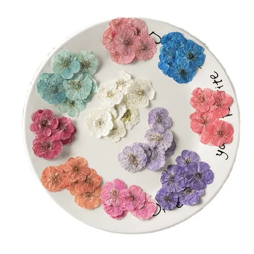 Real Dried Pressed Flowers, Plum blossom