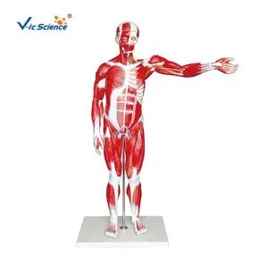 Model anatomi otot manusia sains medis realistis untuk pendidikan dan penelitian
