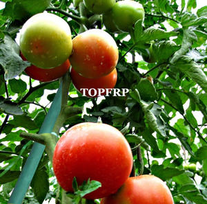 Tubos redondos pultruidos FRP ignífugos de alta resistencia Varilla de soporte compuesta GFRP con servicio de corte para árboles - Product Image 6