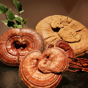 טבעי מרוכז <span class=keywords><strong>ganoderma</strong></span> <span class=keywords><strong>lucidum</strong></span> polysaccharide ו <span class=keywords><strong>triterpenoids</strong></span>-אבקה נטולת אבקת תמצית גנודומה אמיתית - Product Image 3