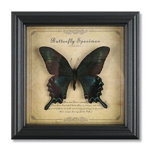 Tassidermia di Farfalle Vere in Legno Naturale di Alta Qualità, Vendita Calda - Product Image 3