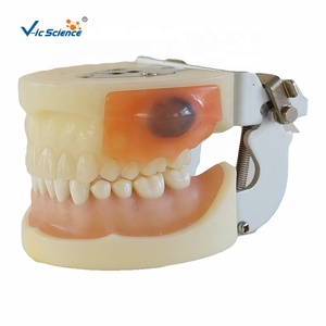 Modèle d'Enseignement des Sciences Médicales Modèle de Dents en Plastique Modèle de Dents Humaines pour l'Enseignement l'Étude la <span class=keywords><strong>Formation</strong></span> et la Pratique - Product Image 5