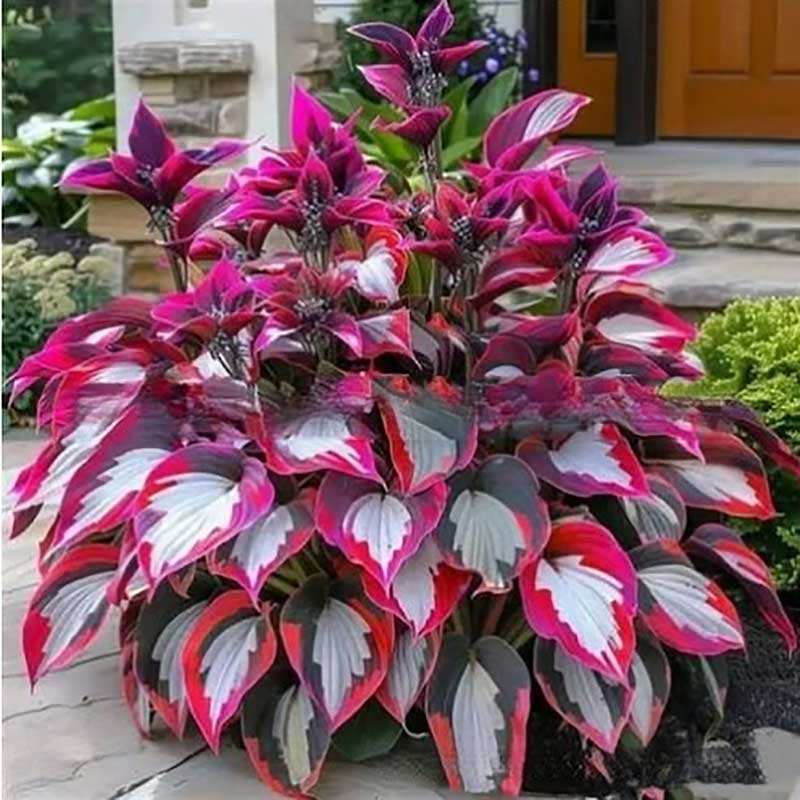 5# สีแดงเข้มที่เปล่งประกาย