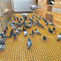 Plateforme de passage en grille FRP moulée en gros, panneau en fibre de verre, grille de sol en FRP pour pigeonnier de course