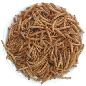 Cibo di alta qualità per pesci cibo secco ad alta nutrizione vermi della farina Premium - Product Image 3