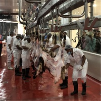 Processus d'abattage personnalisé de viande d'agneau halal pour abattoir de moutons