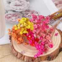 Bunga Glixia Mini Kering dari Brasil, Bunga Daisy Kering untuk Dekorasi Rumah Gaya Boho, Bunga dan Tanaman Kering