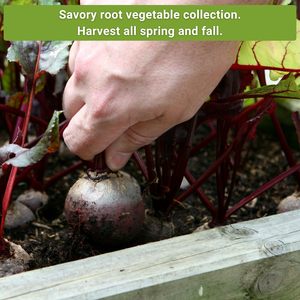 Collection de paquets de légumes sans OGM Heirloom pour la plantation de jardin à la maison avec kit de pots de fleurs et fleurs artificielles - Product Image 5