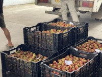 Biologische Verse Premium Lychee Fruit 10 kg/doos 10mm formaat 12 maanden houdbaarheid Internationale supermarkten Minh Trang Viot