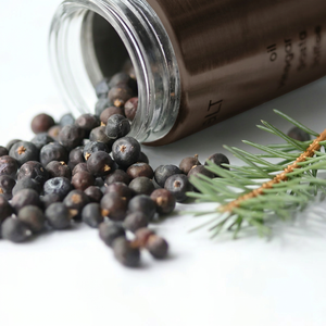 Bayas de Juniper de Nueva Temporada, Servicio OEM de Empaquetado, Calidad Premium para Marca Privada, Venta al Por Mayor, Orgánicas, Naturales, Secas - Product Image 2