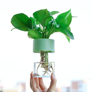 Vaso Idroponico P440 <span class=keywords><strong>per</strong></span> <span class=keywords><strong>Fiori</strong></span>, Decorazione Casa, Vaso Trasparente <span class=keywords><strong>in</strong></span> <span class=keywords><strong>Plastica</strong></span> <span class=keywords><strong>per</strong></span> Piante Senza Suolo, Vaso <span class=keywords><strong>per</strong></span> Piante Verdi <span class=keywords><strong>per</strong></span> Decorazione Domestica - Product Image 4