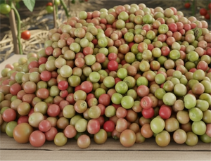 <span class=keywords><strong>Tomate</strong></span> Chino Fresco de Nueva Cosecha, <span class=keywords><strong>Tomate</strong></span> Dulce y Fresco - Product Image 6