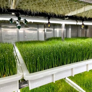 Contenedor Hidropónico Vertical Inteligente para Forraje Verde, Sistema de Cultivo Rápido para Ganado, Ovejas y Aves de Corral, Suministro de Alimento Fresco - Product Image 4