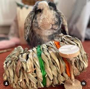 Evcil hayvan oyuncak için çimenli uçak ilk doğa - Product Image 2