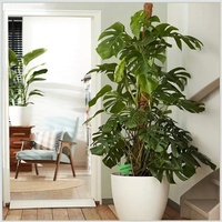 Support pour Plante Monstera de 47,5 Pouces, Piquets en Fibre de Coco pour Plantes Grimpantes en Pot, MOSS POLE