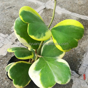 Pianta a 5 Foglie Sempervivum Hoya Kerrii Var. Piante da Interno - Product Image 3