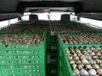 Boîte à œufs pour cailles, 150 alvéoles, en plastique, pour le transport des œufs de caille