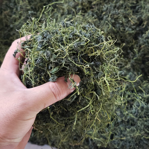 Hierba de <span class=keywords><strong>ginseng</strong></span> antienvejecimiento orgánico de siete hojas jiaogula Prime drink hierba de <span class=keywords><strong>ginseng</strong></span> orgánico - Product Image 5